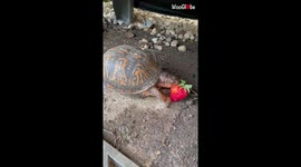 Watch and enjoy the satisfying ASMR of turtle eating strawberry!