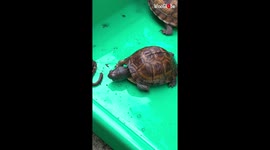 Hungry eastern box turtle chooses between a slug and a worm