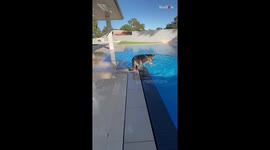 A splashy mishap gives silly German Shepherd yet another reason to hate water