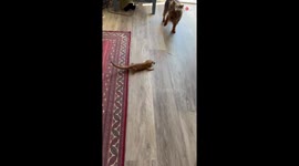 Bearded dragon slides in to steal dog's treat