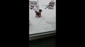 Naughty Yorkie has Huskies take jacket off him so he can enjoy snow to its fullest