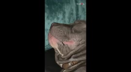 Sleepy dog aims to keep the world awake with his cute-but-loud snores