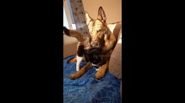 Best friends for years, cute cat and dog love to cuddle each other