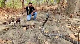 11-foot-long venomous king cobra rescued in India