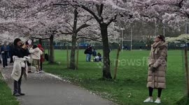 Londoners enjoy springtime cherry blossom in Battersea Park