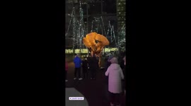Canary, wharf show