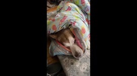 Our Alaskan Malamute dog named Fish  is all wrapped up In his Telly Tubbies duvet while Dotty steals his place on the settee