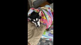 My son bundled up our Alaskan Malamute Dotty in a Telly Tubbies Duvet while our dog named Fish watches on