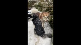 Fickle spring weather brought us snow showers to the joy of our 3 Alaskan Malamutes who don't want winter to end