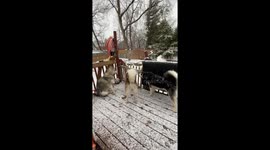 Our excited Alaskan Malamues want to be let out to enjoy the fickle springtime snow shower