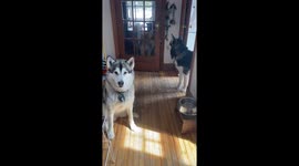 Our 3 Alaskan Malamutes are howling for their raw egg treats