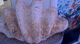 The Giant Clam