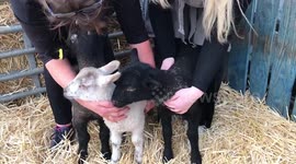Three lambs rejected by their mother are adopted as pets - and saved from the dinner table