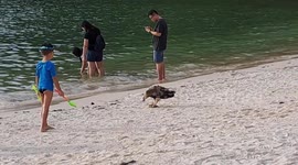 Uninvited guest on beach attempts to attack beach-goers several times