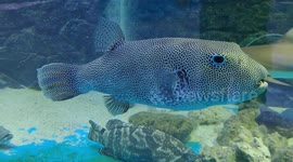 Arothron Stellatus aka known as Stellate Pufferfish in Aquarium