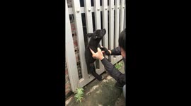 Puppy stuck in a gate gets rescued by kind passersby in Vietnam