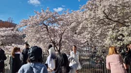 Sakura mania!: Visitors to London park go crazy for fleeting cherry blossom spectacle