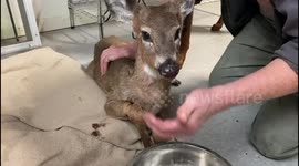Dog gives friendly lick to wounded fawn it saved from fox attack