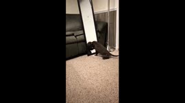 Chocolate Lab Puppy Sees Reflection in Mirror For First Time