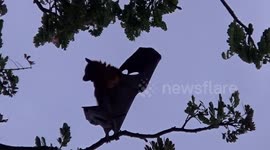 So funny the bat look like dancing at the tree in Batusangkar City, West Sumatra Province, Indonesia.
