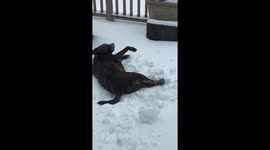 Chocolate Lab Makes Snow Angel