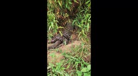 Kayaker films coastal python and lace monitor lizard's epic fight