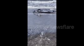 30 dolphins wash ashore on Chiba beaches, Japan