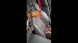 This dog absolutely hates when her little brother sits in the car front seat