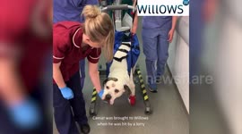 Miracle dog left paralysed after being hit by lorry astounds vets to make full recovery in weeks