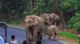 Breathtaking moment elephant family strolls along mountain road