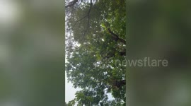 Brave villagers climb tall tree using shaky ladder to rescue pet cat stuck for two weeks