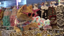 Super-slick pet cat sits on clothes stall pulling in passing customers