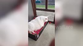 Dangerously obese cat looking for forever home after losing THIRD of her body weight
