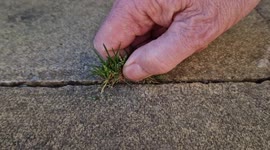 Watch satisfying sights and sounds of gardener removing weeds from patio