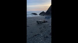 Seal rolling into the Easter holidays at Mevagissey Cornwall