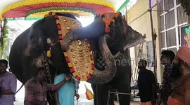 Two elephant besties share hug during meetup after 2 years apart