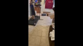 Determined bunny faces funny setbacks while using owner's treadmill for the 1st time