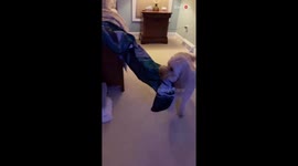 Philadelphia Eagles superfan receives an awesome welcome from his excited dog
