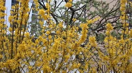 Forsythia bloom adds dazzling golden splash to a quiet street in Earls Court