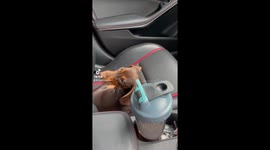 Winnie mini dachshund can’t jump to the front seat because of the stopper netting
