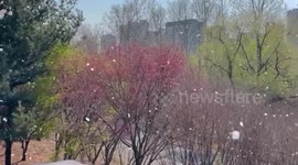 Cherry blossom 'blizzard' showers roads in South Korea