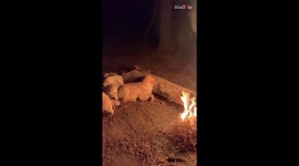Golden Retriever puppies peacefully sleeping by campfire give serious cuteness goals