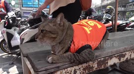 Adorable cat wears custom-made motorcycle taxi jacket matching owners
