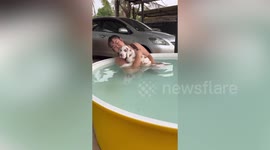 Great Dane puppy and owner soak in paddling pool to cool off