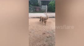 Caring Golden Retriever carries kitten like its her own puppy