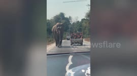 Driver cowers inside car as wild elephant holds up traffic along Thai national park