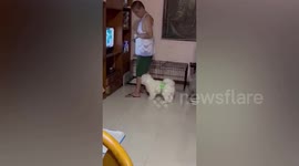 Naughty pet dog pulls down owner's pants to get his attention