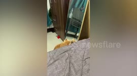 Funny ginger cat admires herself in mirror and turns shy when caught