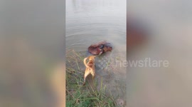 Dog and buffalo 'best friends' swim together through pond
