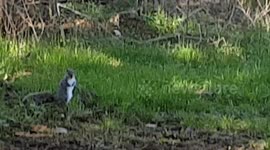 Two Grey Squirrels enjoy this hot weather today and come down to eat food